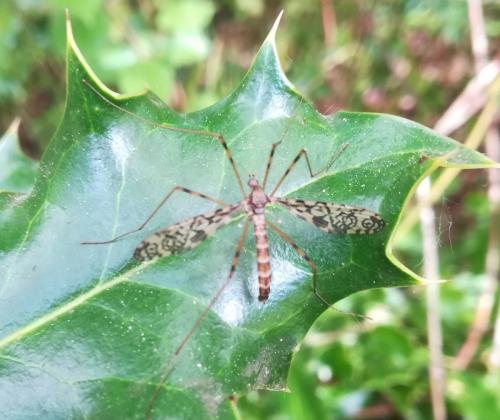 Epiphragma ocellare